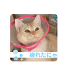 わたしのシュガちゃん（個別スタンプ：12）