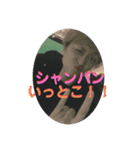 いちじょうさんちのせーやさんパート2（個別スタンプ：8）