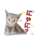 みー＆まーときゃん ちびver.（個別スタンプ：1）