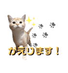 みー＆まーときゃん ちびver.（個別スタンプ：4）