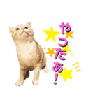 みー＆まーときゃん ちびver.（個別スタンプ：7）