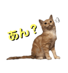 みー＆まーときゃん ちびver.（個別スタンプ：15）