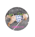 トイプードルのリリスタンプバージョン3（個別スタンプ：1）