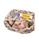 ミニチュアシュナウザー りゅう（個別スタンプ：3）