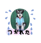 ミニチュアシュナウザー りゅう（個別スタンプ：6）