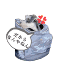 ミニチュアシュナウザー りゅう（個別スタンプ：11）