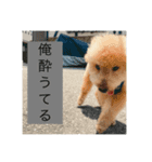 犬の挨拶です。（個別スタンプ：1）