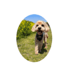 犬の挨拶です。（個別スタンプ：4）
