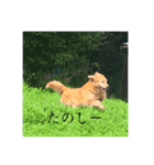 それゆけ金太（個別スタンプ：5）