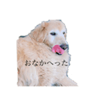 それゆけ金太（個別スタンプ：11）