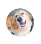 それゆけ金太（個別スタンプ：16）