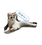 ごま様（個別スタンプ：4）