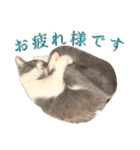 はちわれねこアグちゃんスタンプ（個別スタンプ：3）