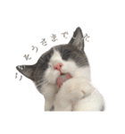 はちわれねこアグちゃんスタンプ（個別スタンプ：4）