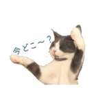 はちわれねこアグちゃんスタンプ（個別スタンプ：7）