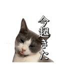 はちわれねこアグちゃんスタンプ（個別スタンプ：8）