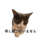 はちわれねこアグちゃんスタンプ（個別スタンプ：9）