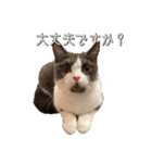はちわれねこアグちゃんスタンプ（個別スタンプ：11）