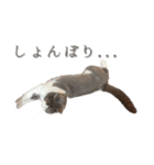 はちわれねこアグちゃんスタンプ（個別スタンプ：13）