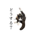 はちわれねこアグちゃんスタンプ（個別スタンプ：14）