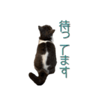 はちわれねこアグちゃんスタンプ（個別スタンプ：15）