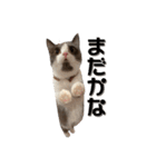 はちわれねこアグちゃんスタンプ（個別スタンプ：16）