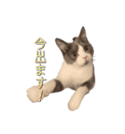 はちわれねこアグちゃんスタンプ（個別スタンプ：17）