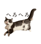 はちわれねこアグちゃんスタンプ（個別スタンプ：18）