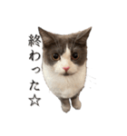 はちわれねこアグちゃんスタンプ（個別スタンプ：19）
