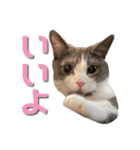 はちわれねこアグちゃんスタンプ（個別スタンプ：21）