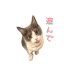 はちわれねこアグちゃんスタンプ（個別スタンプ：22）