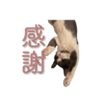 はちわれねこアグちゃんスタンプ（個別スタンプ：23）