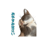 はちわれねこアグちゃんスタンプ（個別スタンプ：24）