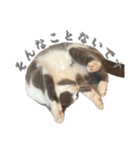 はちわれねこアグちゃんスタンプ（個別スタンプ：25）