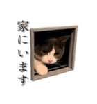 はちわれねこアグちゃんスタンプ（個別スタンプ：26）