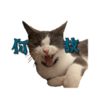 はちわれねこアグちゃんスタンプ（個別スタンプ：29）