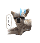 チワワせな時間2（個別スタンプ：7）