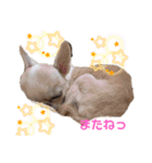 チワワせな時間2（個別スタンプ：10）
