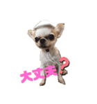 チワワせな時間2（個別スタンプ：13）