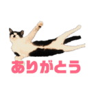我が家の愉快な猫ズ（個別スタンプ：1）