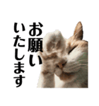 我が家の愉快な猫ズ（個別スタンプ：2）