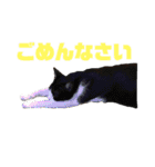 我が家の愉快な猫ズ（個別スタンプ：3）