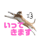 我が家の愉快な猫ズ（個別スタンプ：4）