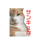 我が家の愉快な猫ズ（個別スタンプ：5）