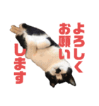 我が家の愉快な猫ズ（個別スタンプ：6）