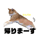 我が家の愉快な猫ズ（個別スタンプ：7）