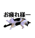 我が家の愉快な猫ズ（個別スタンプ：8）