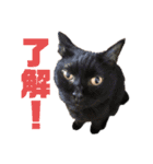 我が家の愉快な猫ズ（個別スタンプ：11）