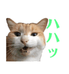 我が家の愉快な猫ズ（個別スタンプ：12）