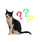 我が家の愉快な猫ズ（個別スタンプ：13）
